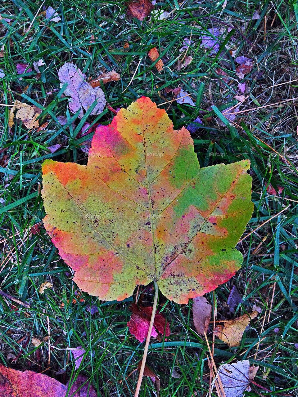 Autumn Leaf