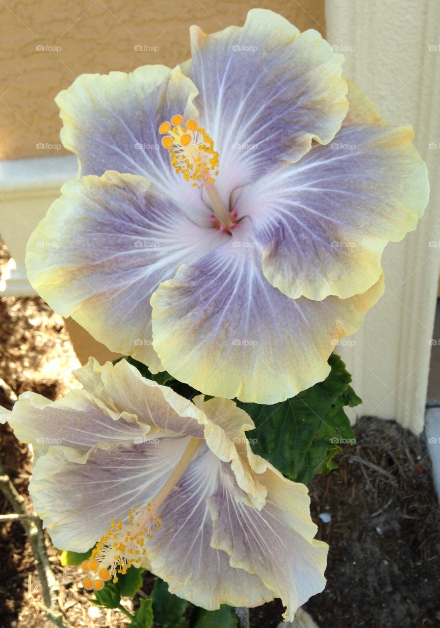 Hibiscus 