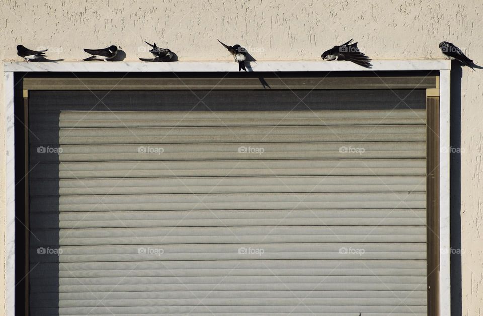 the swallows stand outside above the window