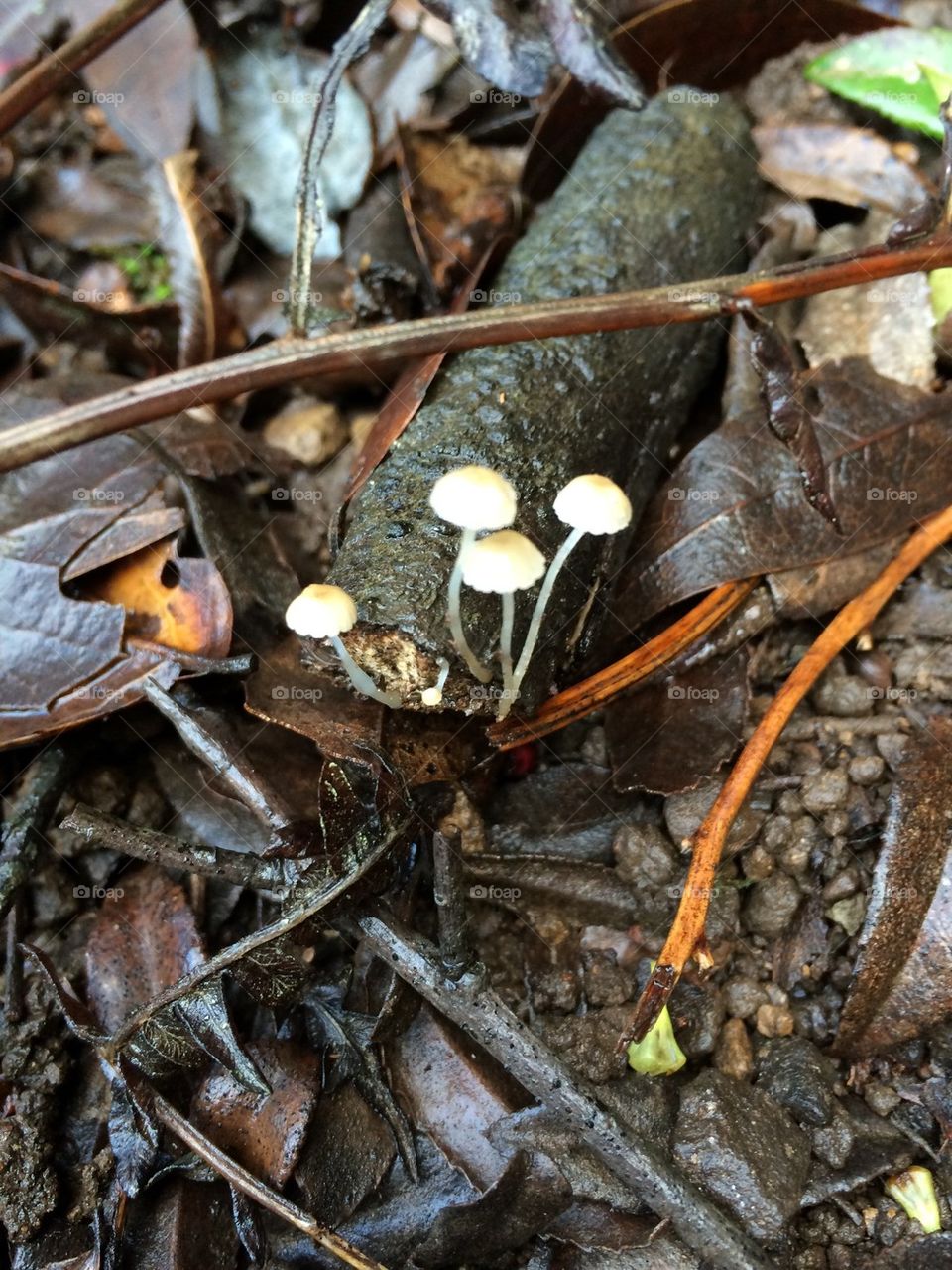 Tiny Forest mushrooms