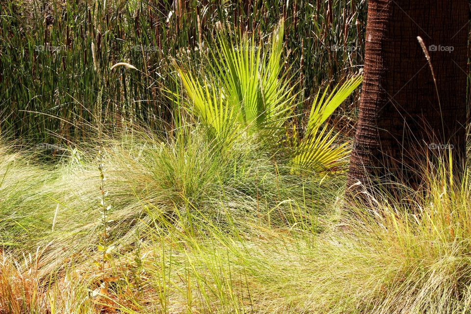 Desert grasses and palm tree
