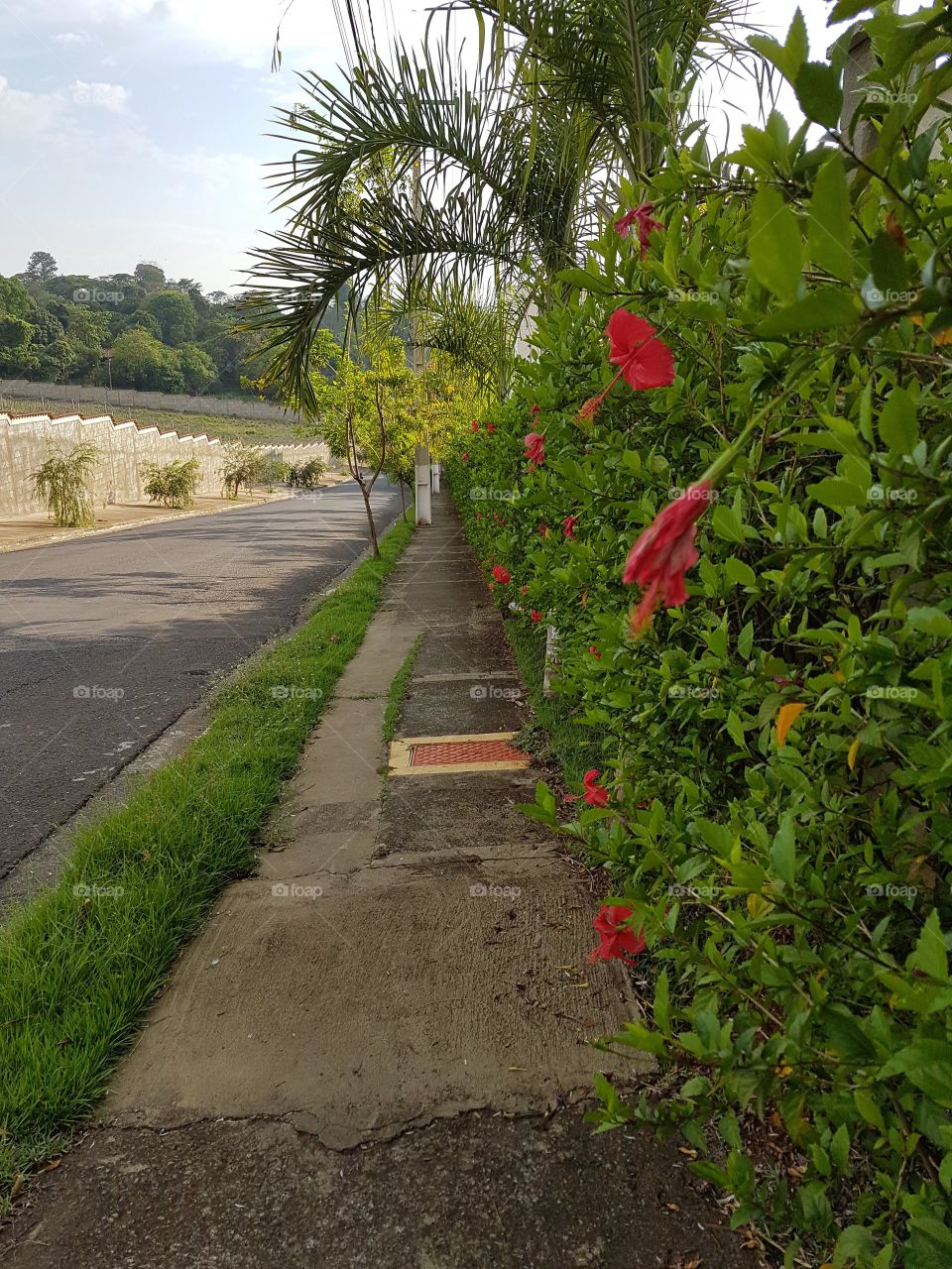Path with flowers and plants.