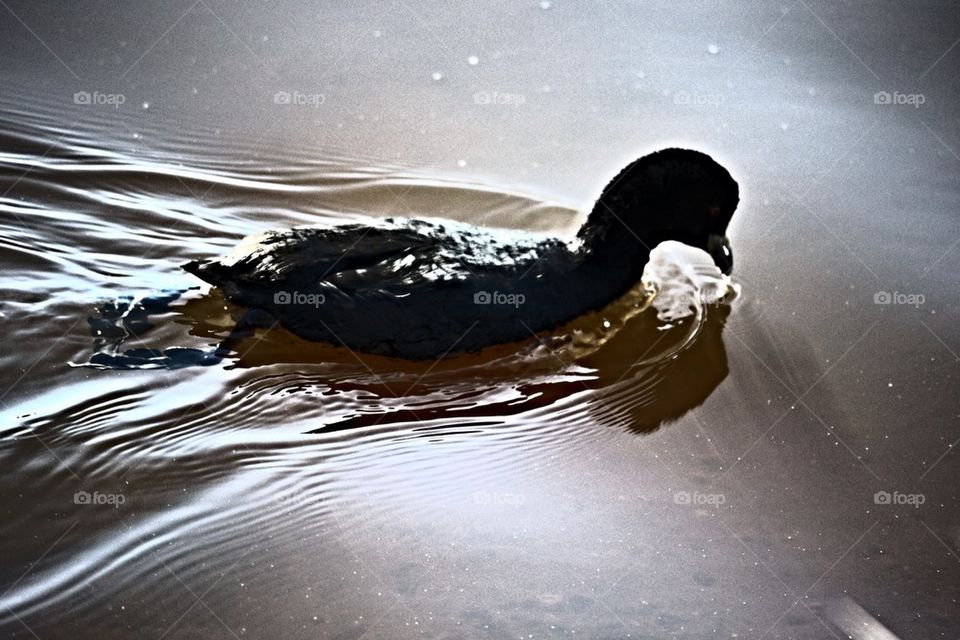 Ducky swimmin...