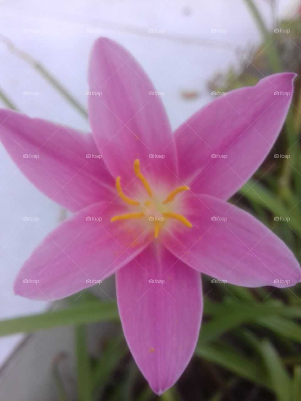 Flor del jardín (pink) Fotografía tomada en el jardín de mi abuelita, pequeños momentos de la vida
