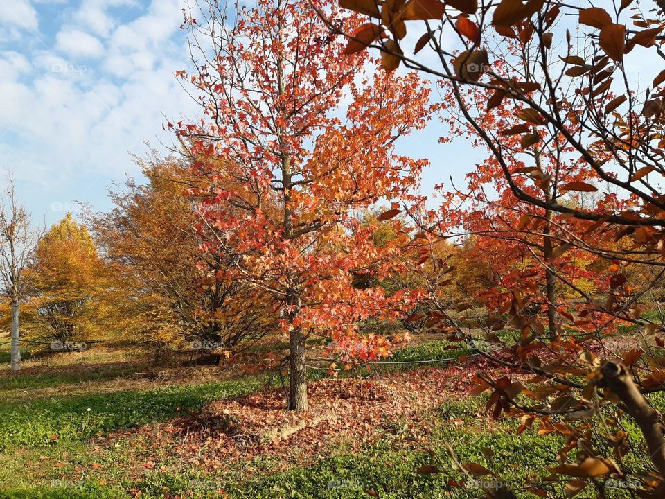 coloured trees in autumn
