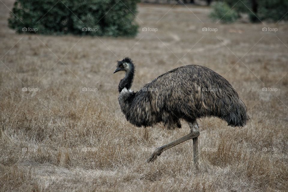 Emu