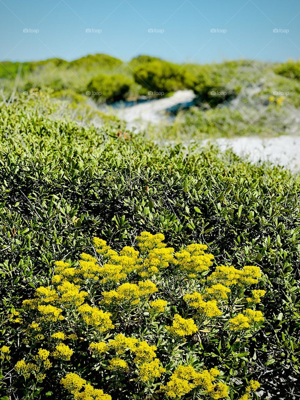 Beach dunes in bloom. Grayton State Patk in Florida, US, on the Gulf of Mexico 