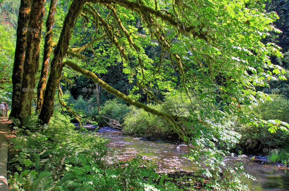 Silver Falls States Park