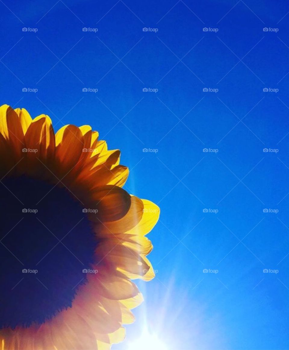Sunflower & Sunshine