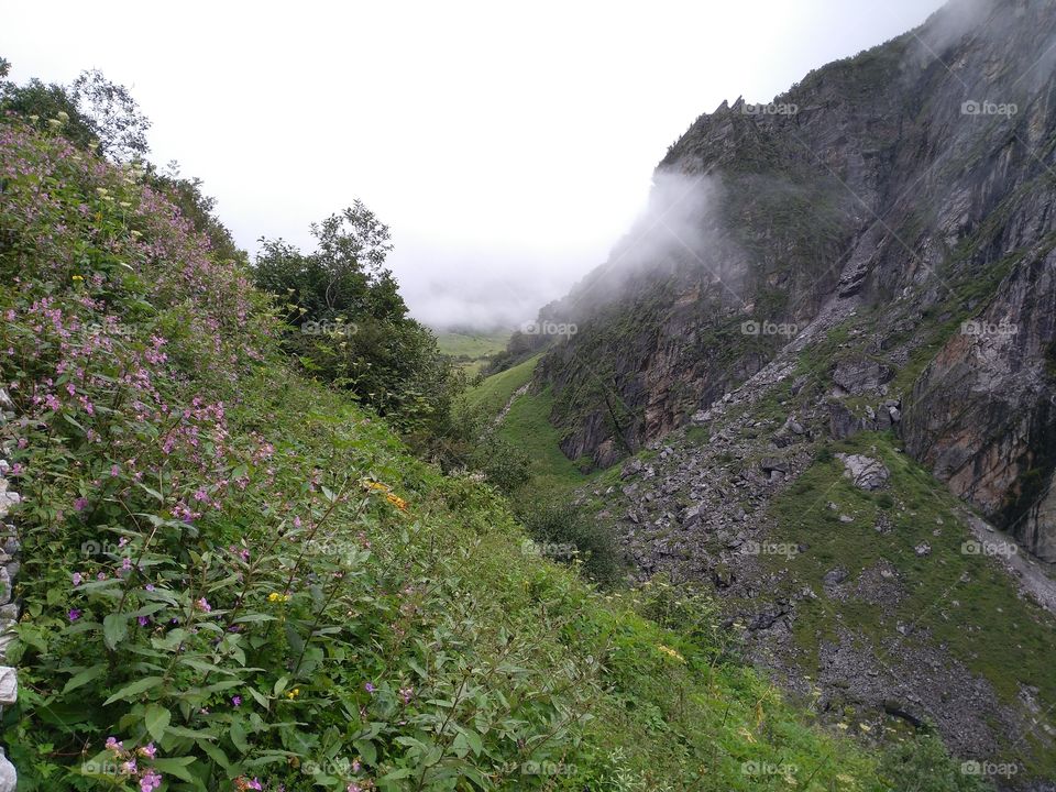 flowers in the mist