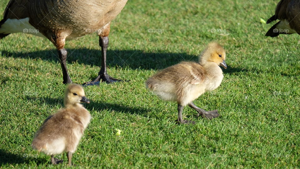 Ducklings