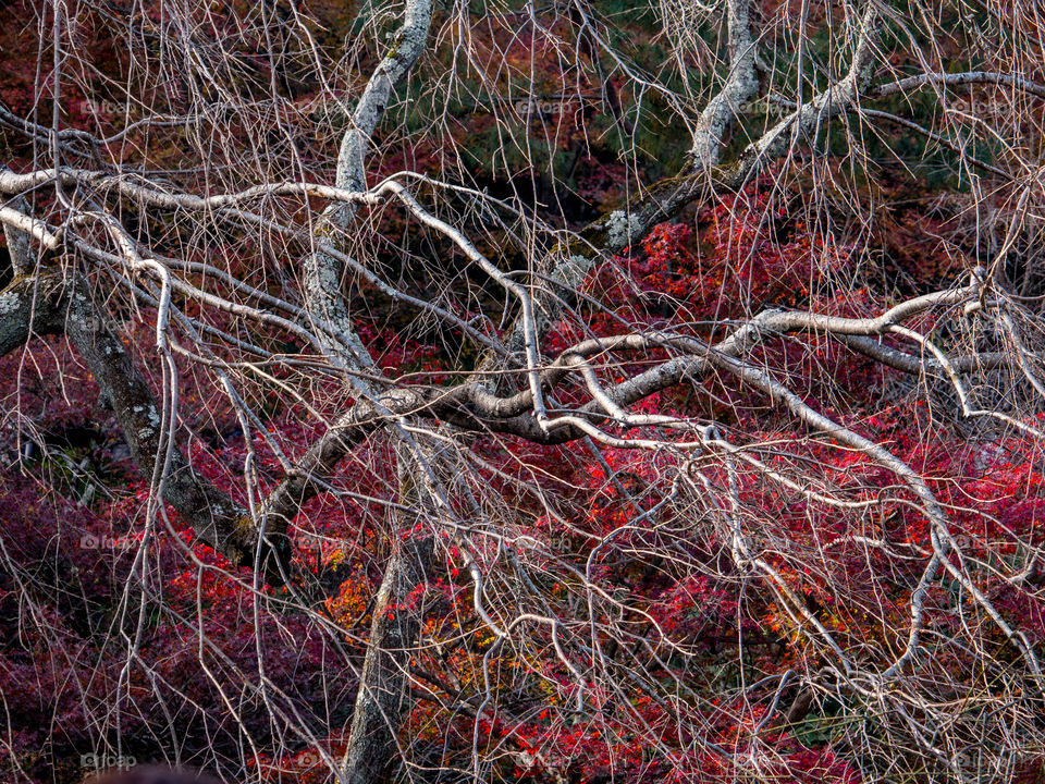 Autumn Leaves Japan