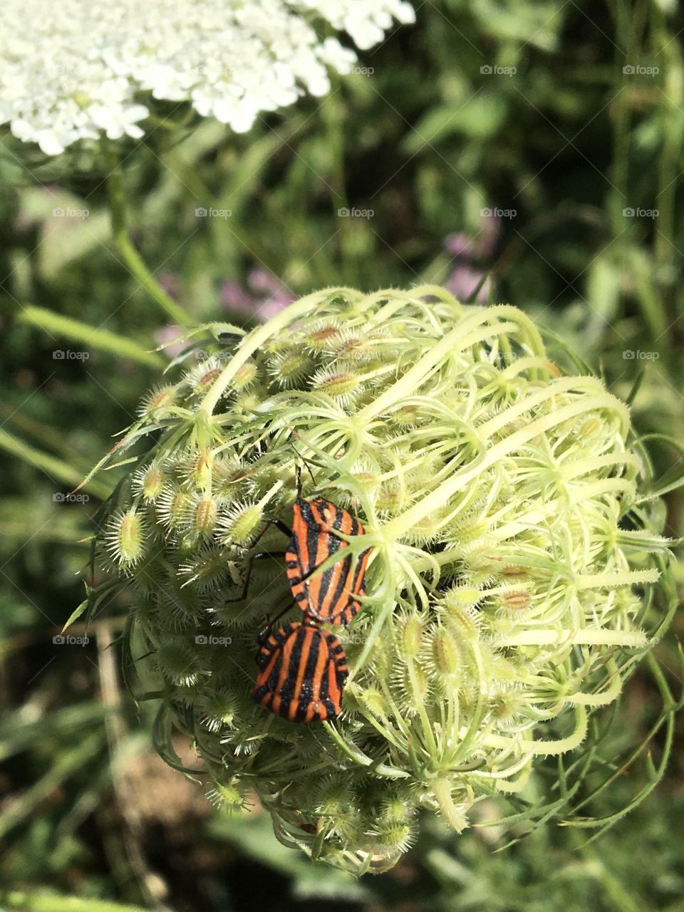 Insects gathering on bud flower
