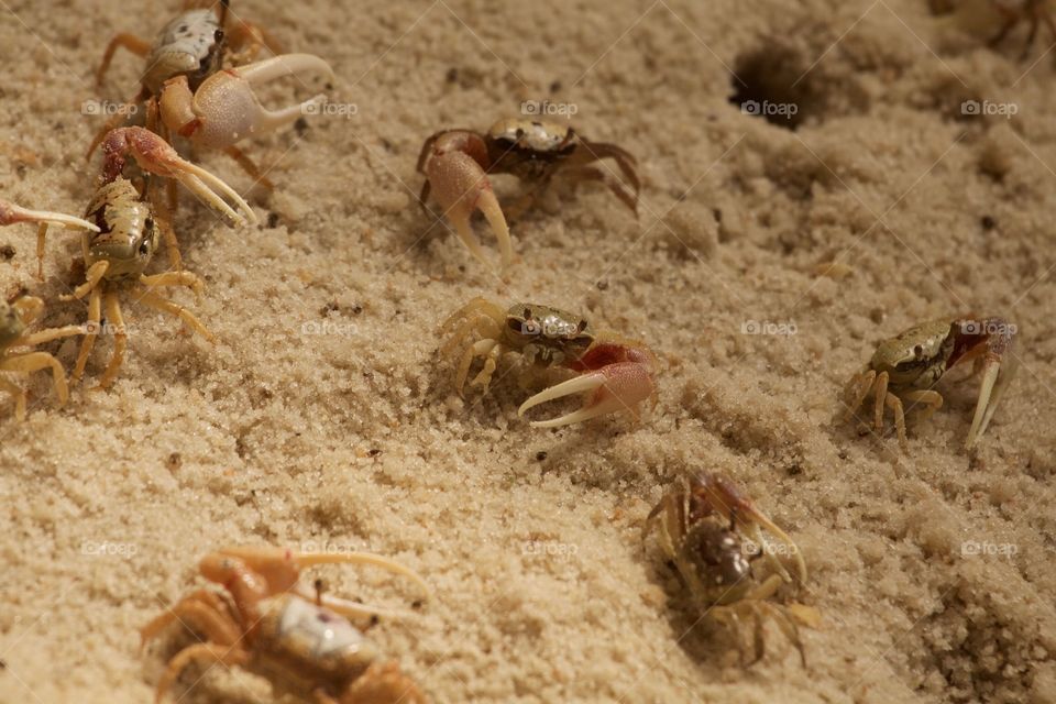 Fiddler crabs on sand