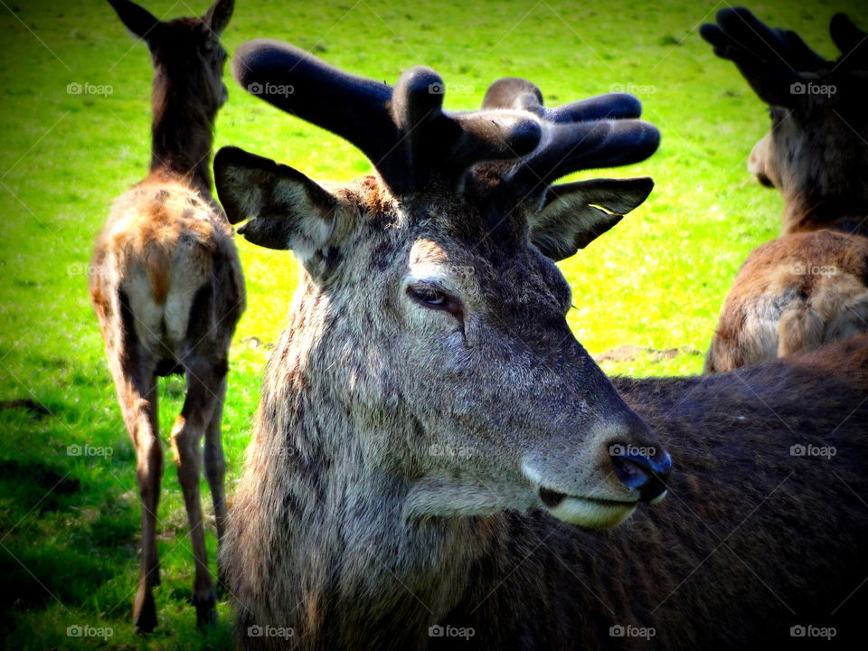 deer portrait. Posed or bored deer