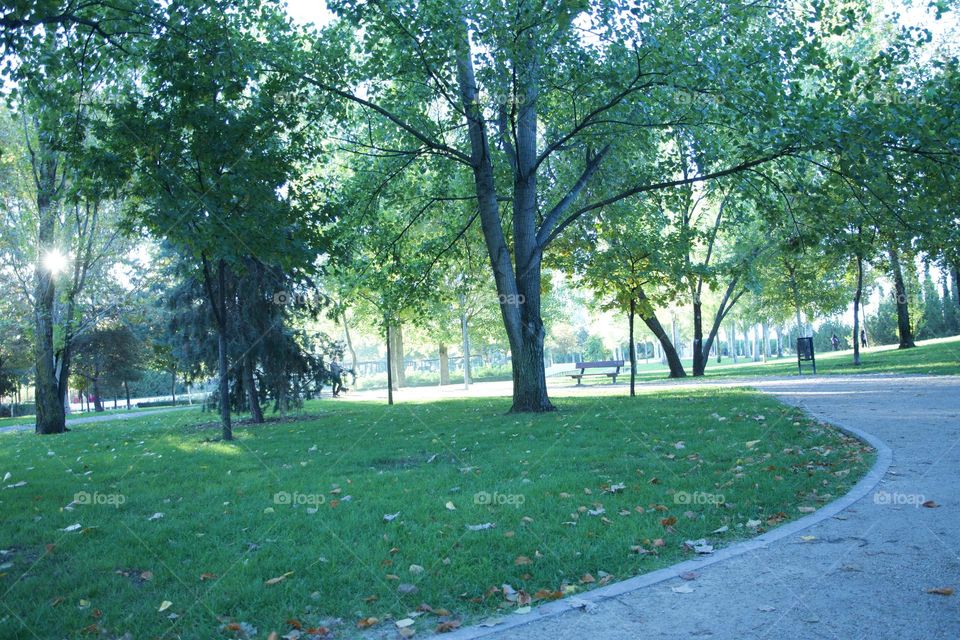 Los árboles de parque 