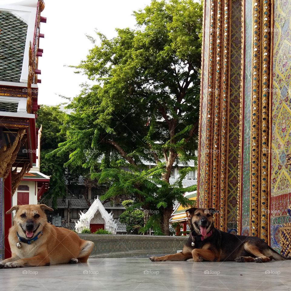 This is my Space!!! (2dogs Said). 2dogs In the Temple