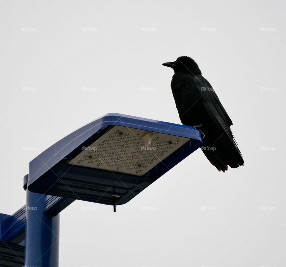 Towering above a local parking lot, sits a Raven on a light post. He watches me as I photograph his smaller friends. 