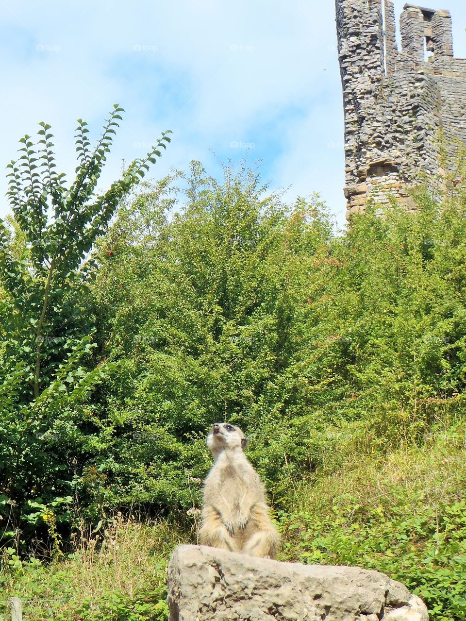 The king of the castle