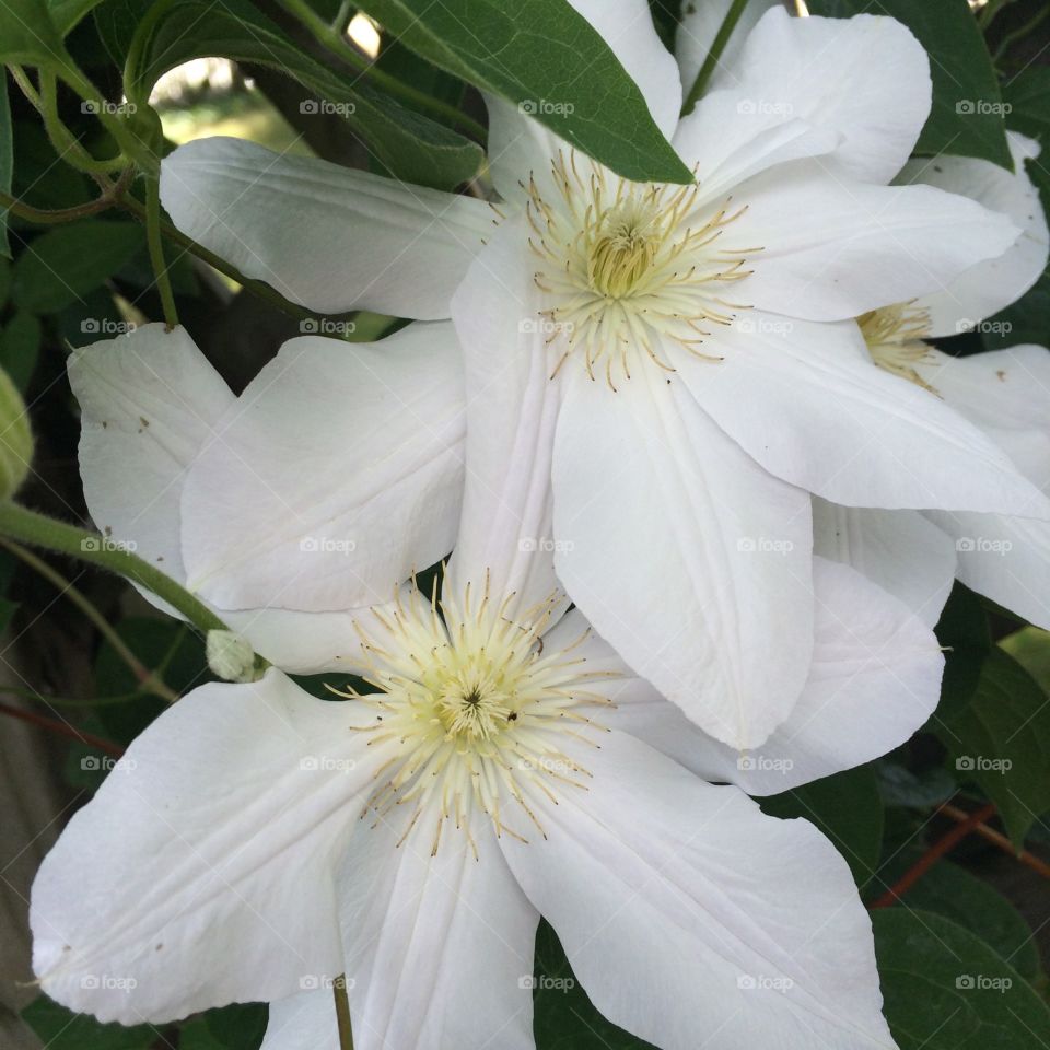 White Clematis flowers 