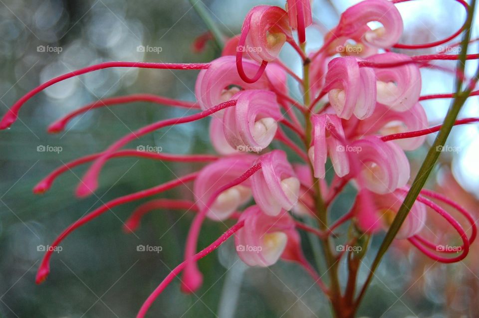 Close-up of a colorful flower in nature 