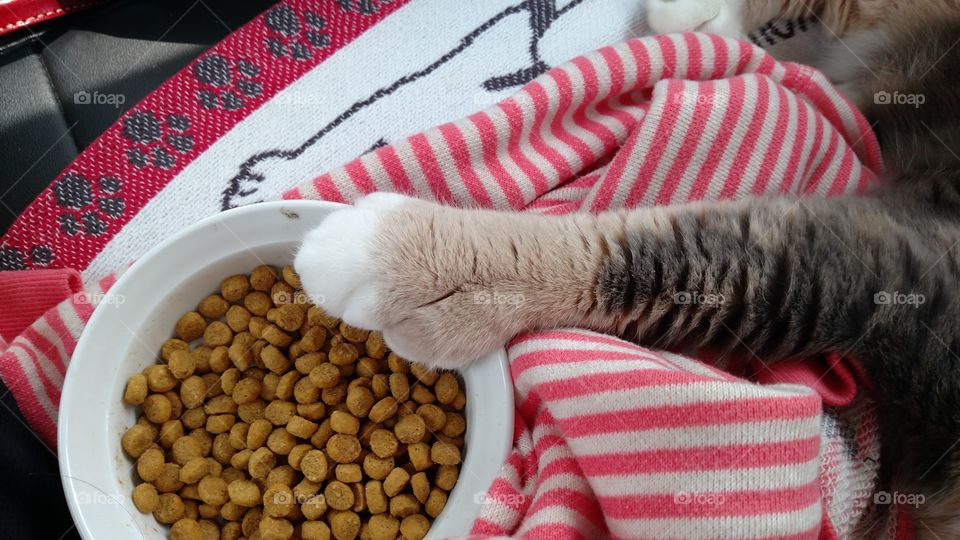 Calico Hemingway Cat says don't take my food