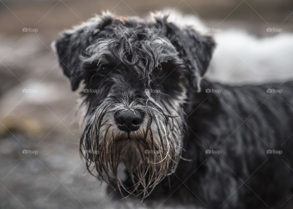 Portrait of a serious looking grey mustache schnauzer wanting treats for its cute look