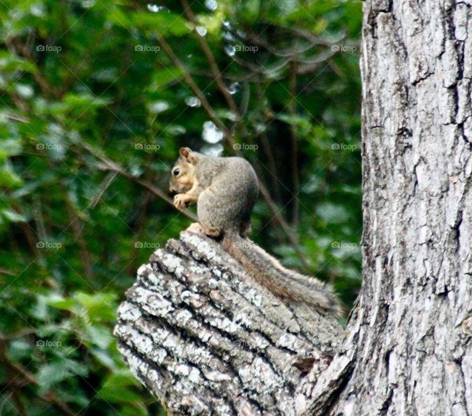 Squirrel Eating on Tree Stump