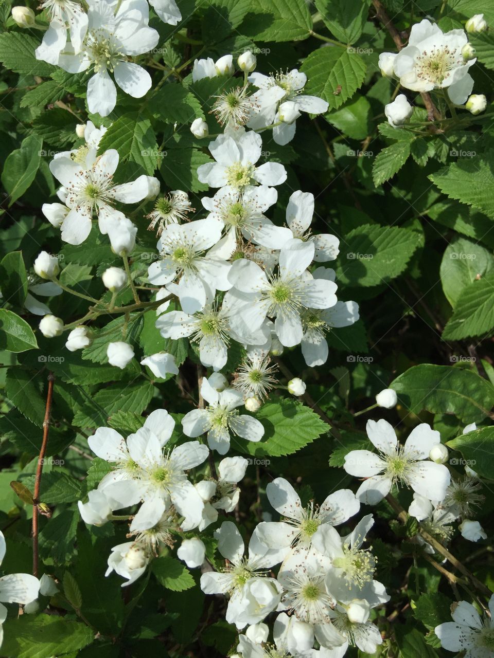 Blackberry blooms