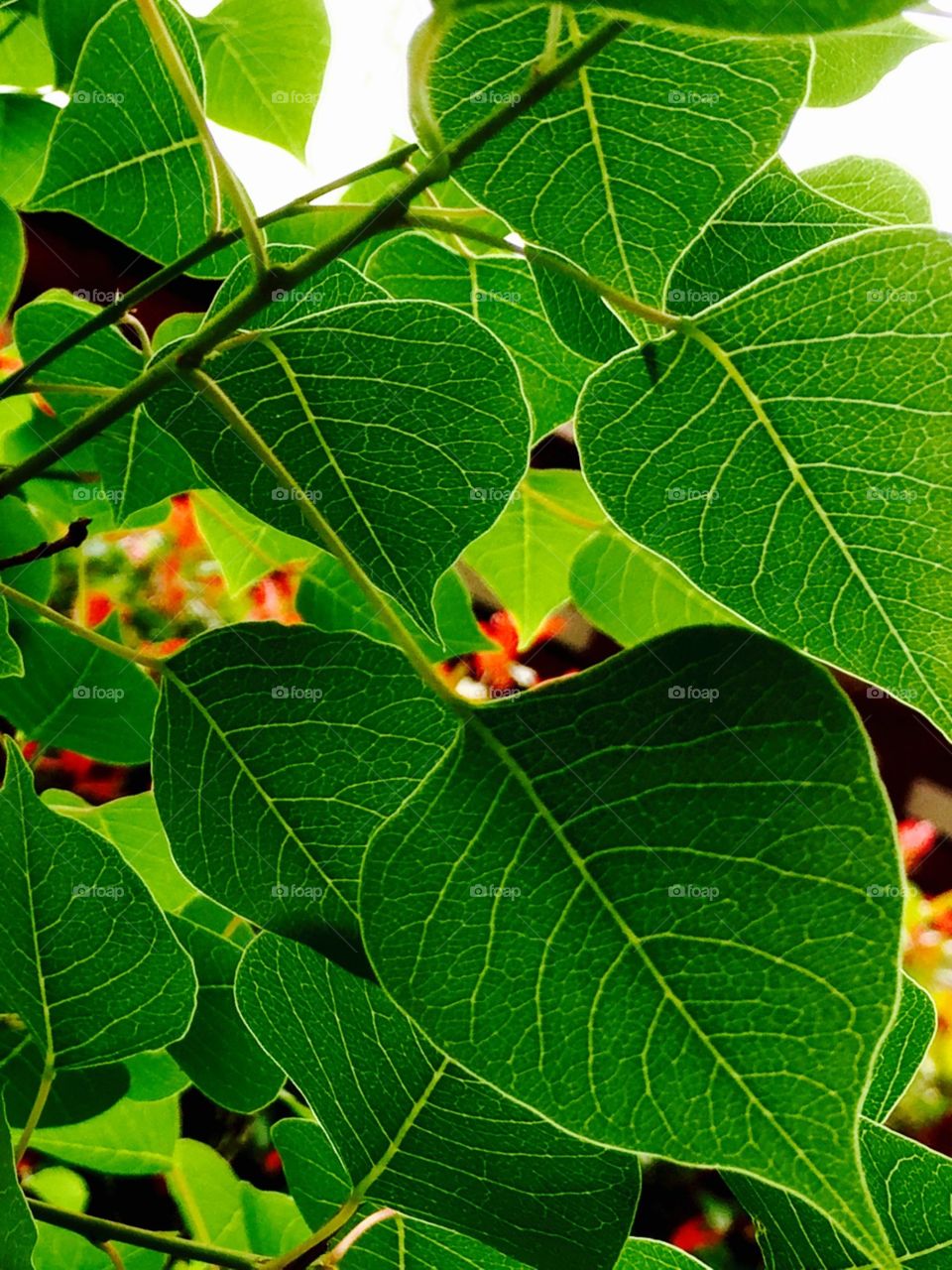 bright green leaves