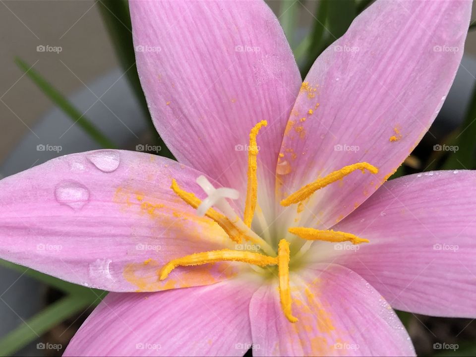 Rain Lily
