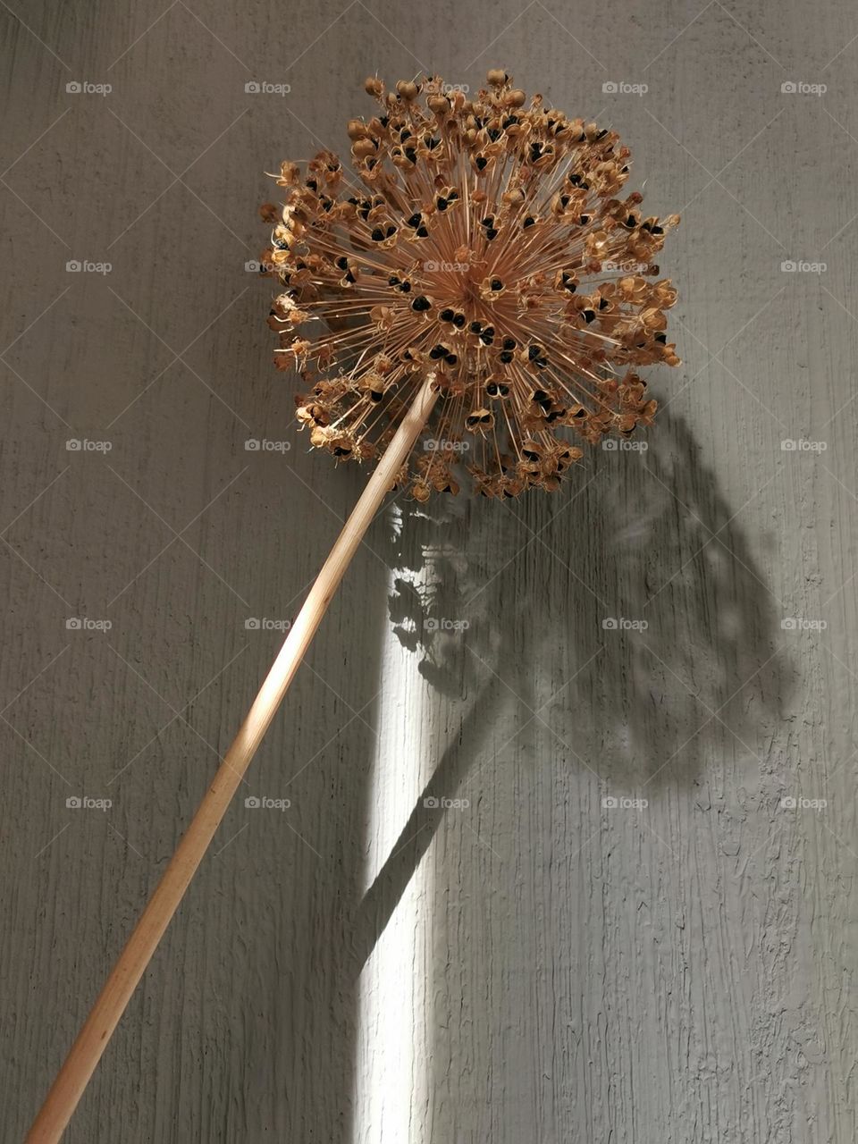 Isolated dried seedhaed of Giant Allium