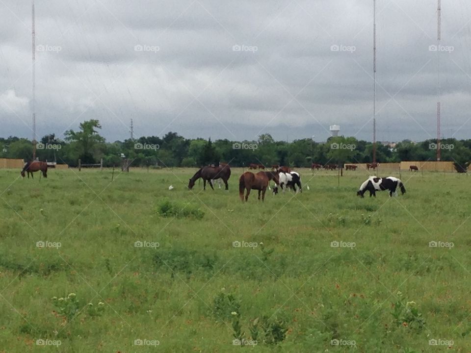 Beauty of horses. Field of horses