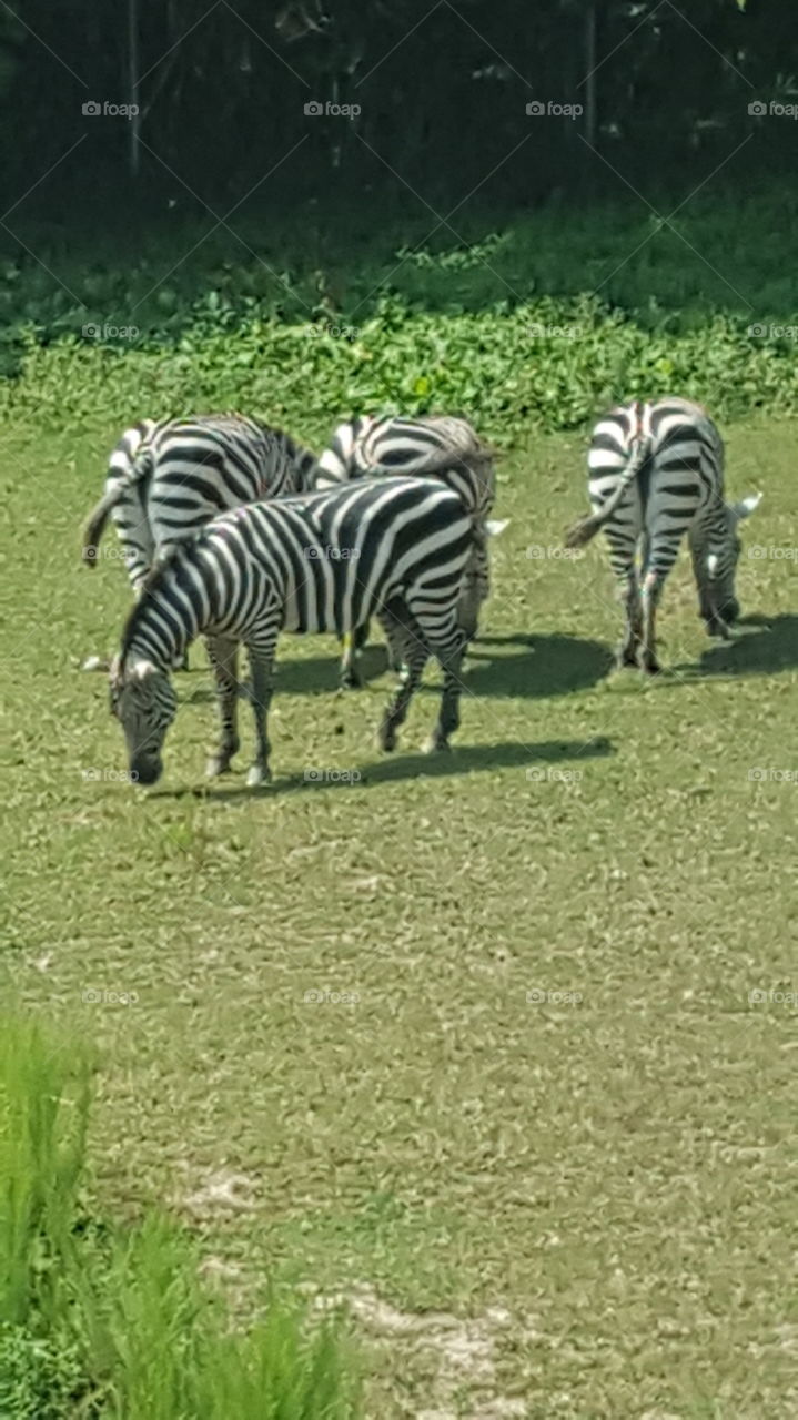 Zebras grazing