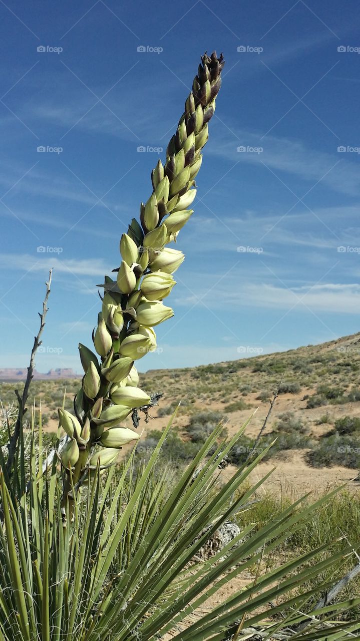 Desert Flower