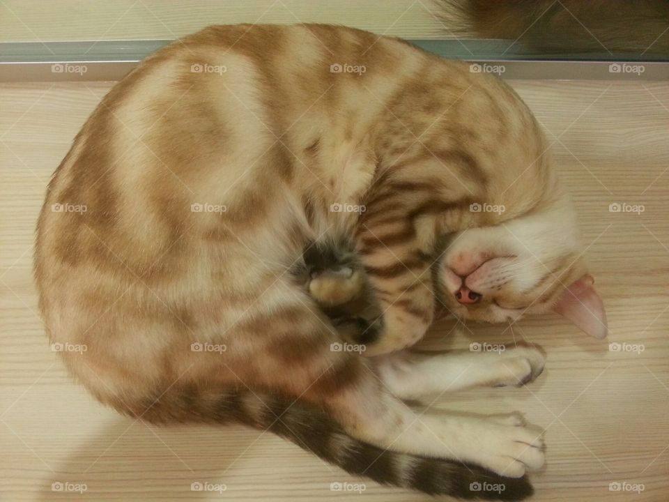 Curled Up Sleeping Cat