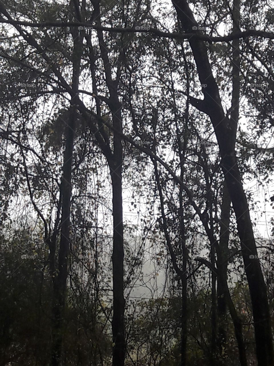 Misty morning trees.