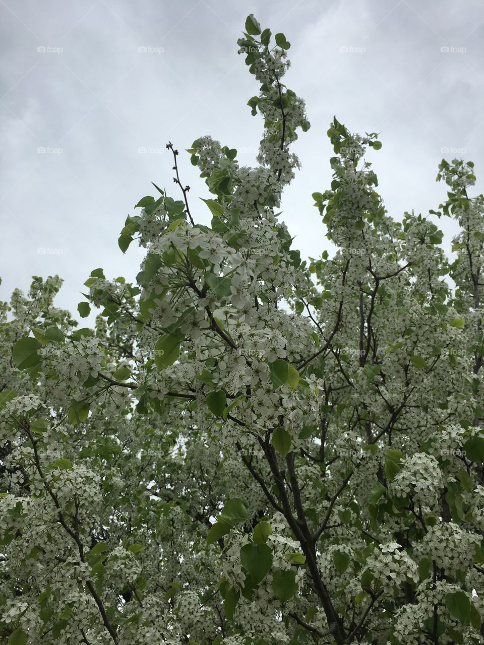 White blossoms