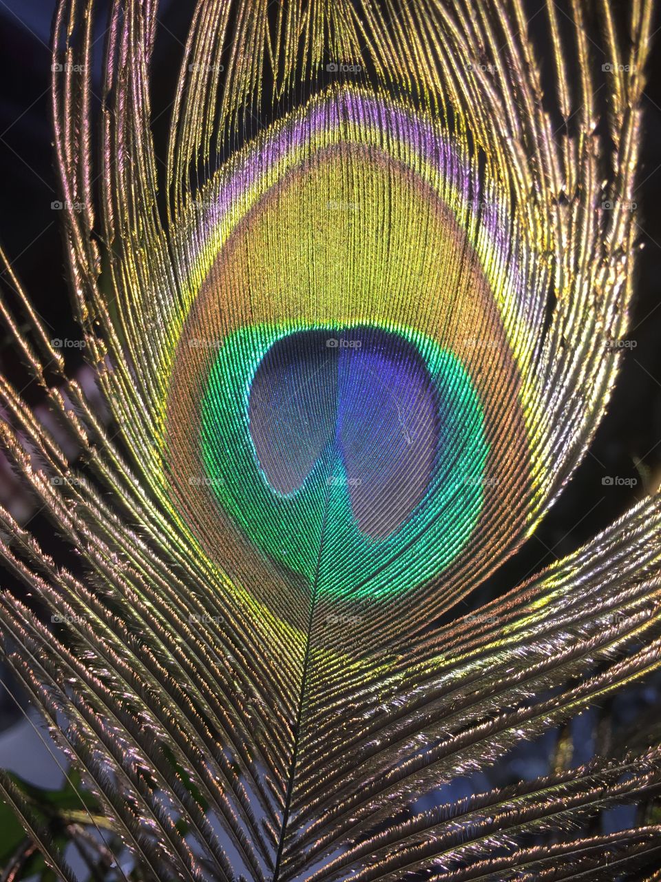 Peacock feather. Closeup peacock 