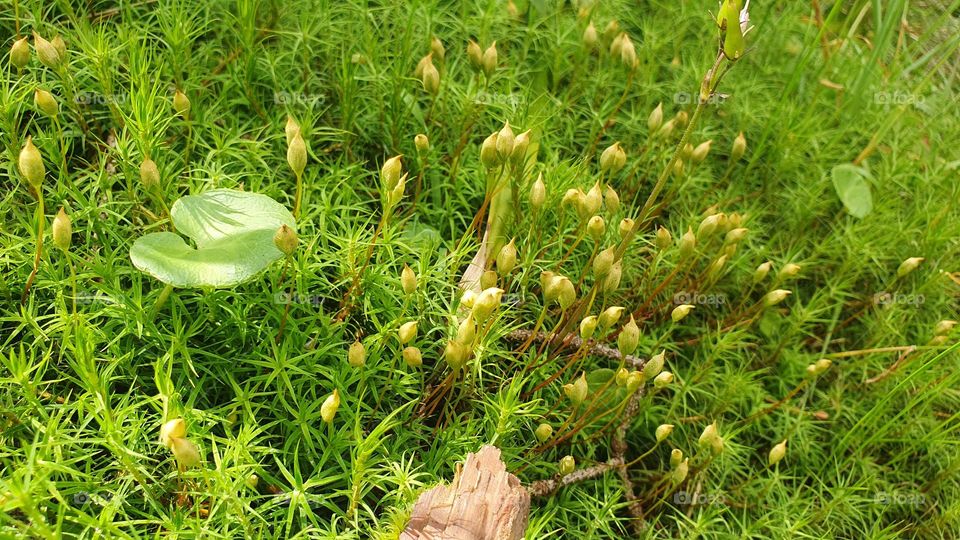 Green moss in summer