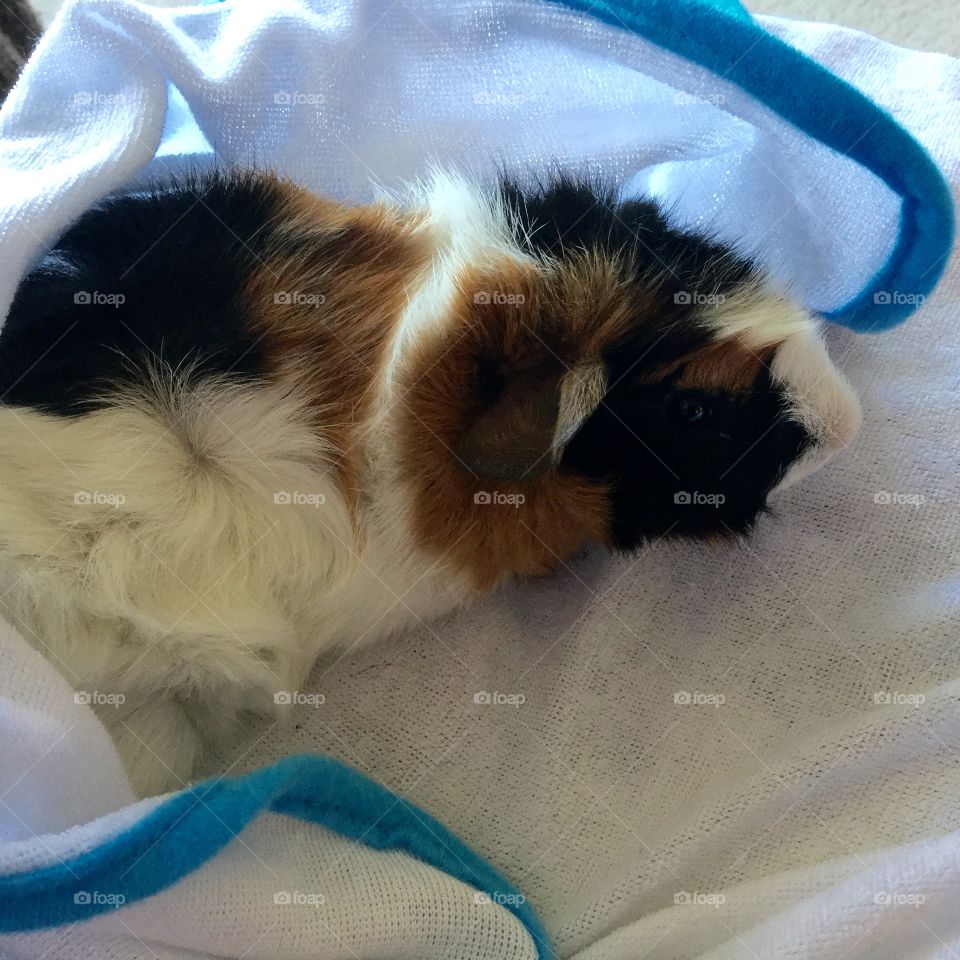 My Precious piggy Sam 