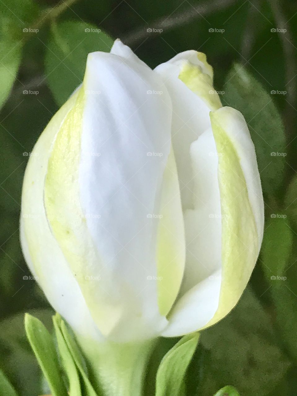 White gardenia flower bloom