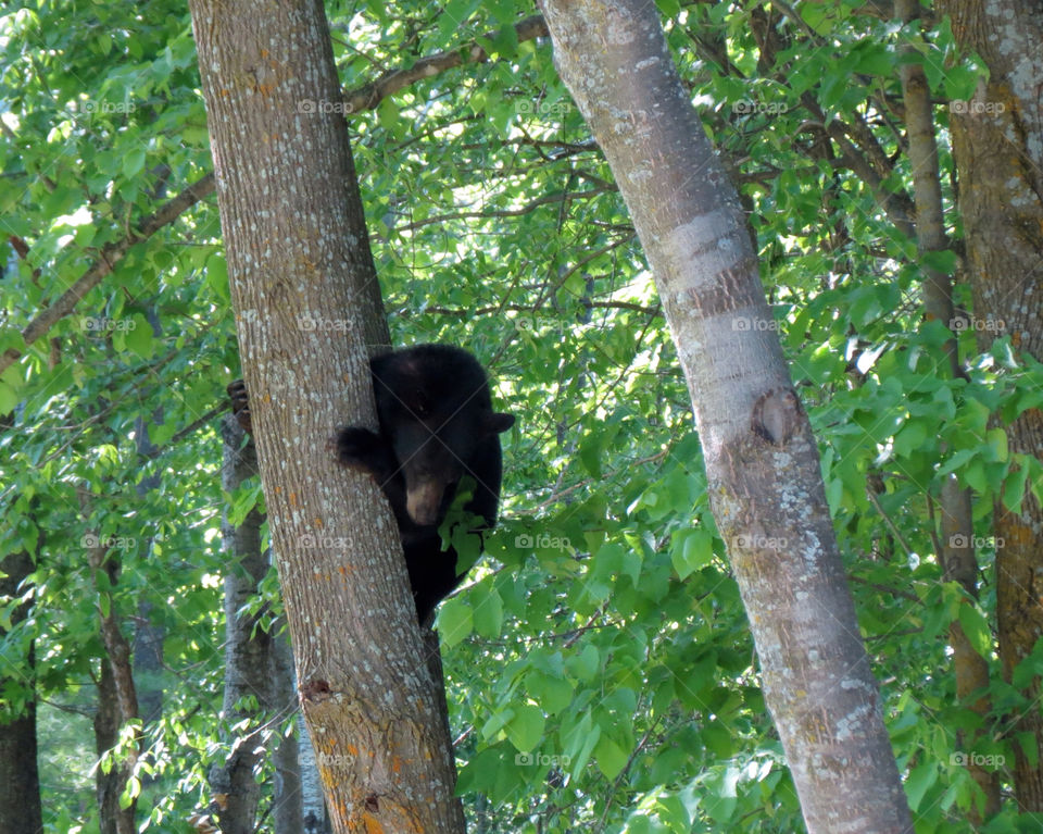 black trees run bear by miowan