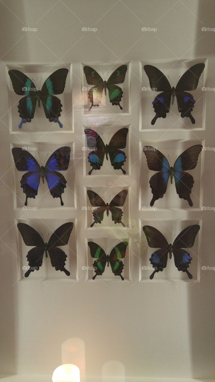 butterfly display