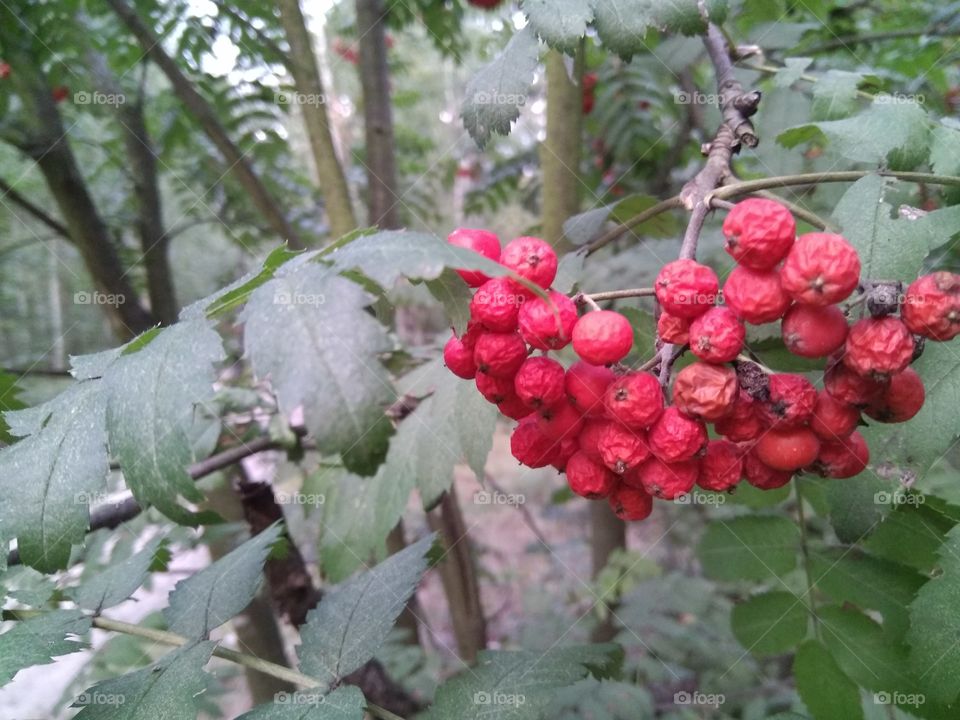 гроздь рябины
