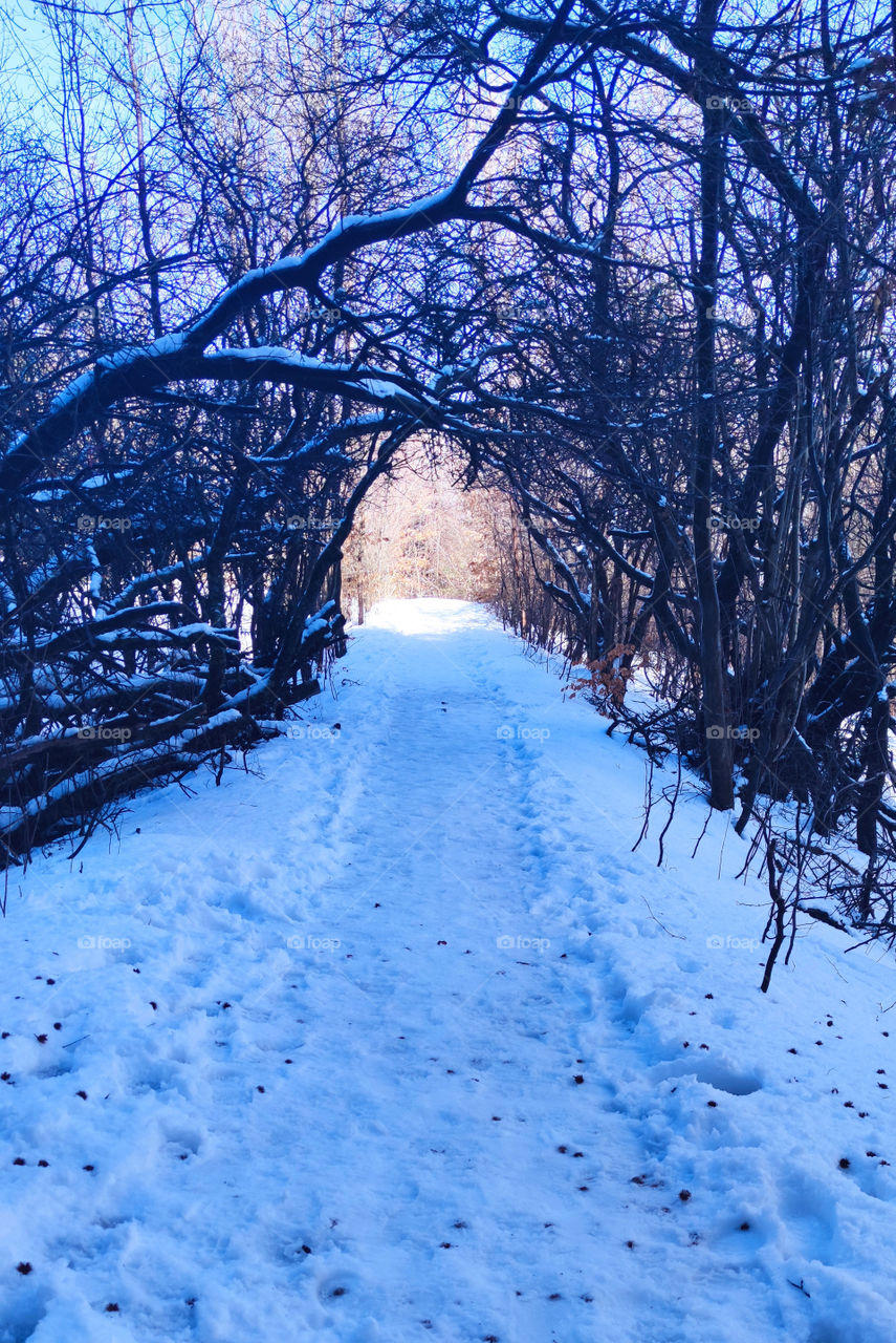 Tunnel of snow