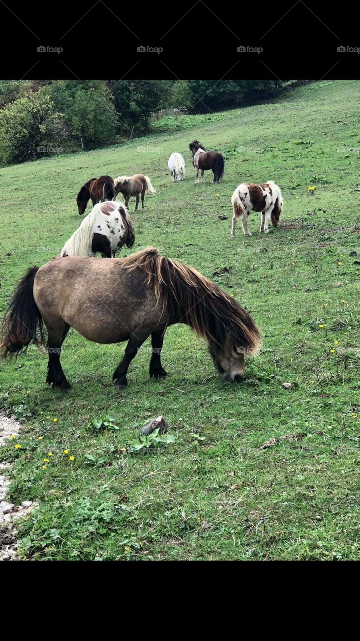Went walking in Cromford,UK with family and came across a field full of Shetland ponies.
