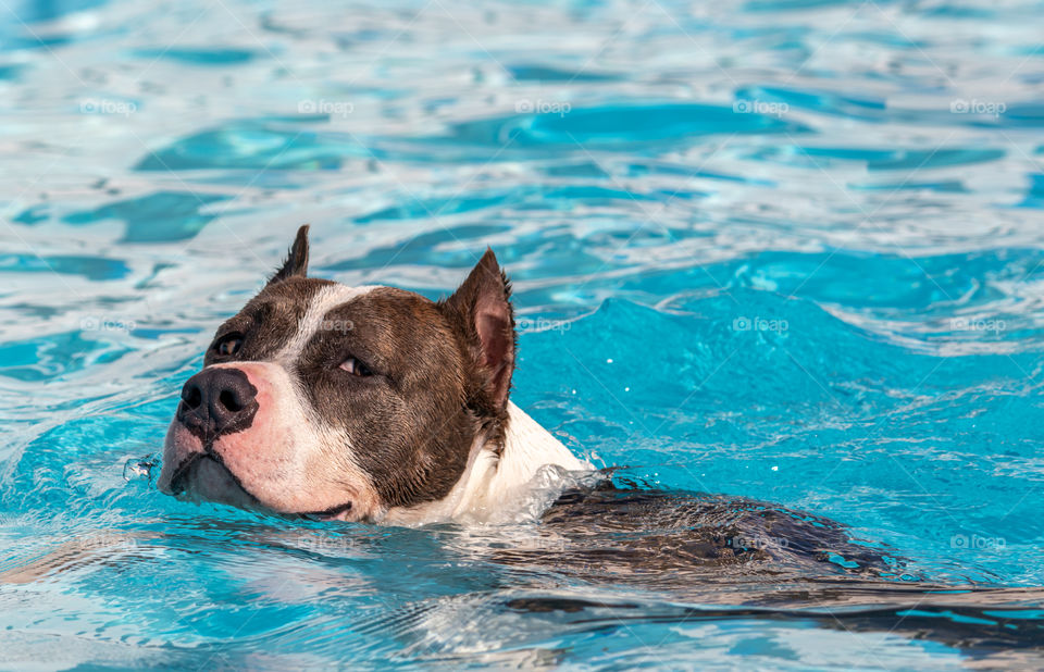 Dog swimming in the pool, natural instinct