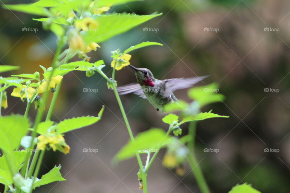An Anna hummingbird samples a yellow flower