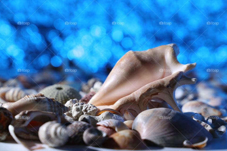 Close-up of shells